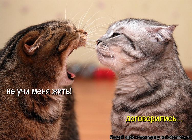 не учи меня жить! договорились...... Котоматрица: не учи меня жить! договорились...