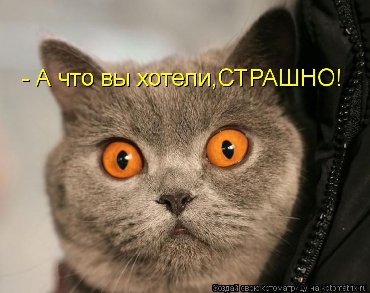 - А что вы хотели,СТРАШНО!... Котоматрица: - А что вы хотели,СТРАШНО!