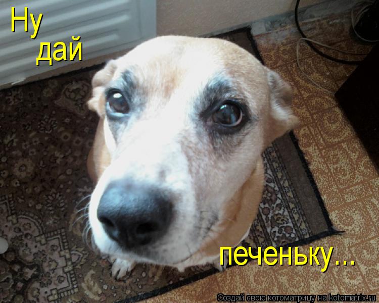 Ну дай печеньку...... Котоматрица: Ну дай печеньку...