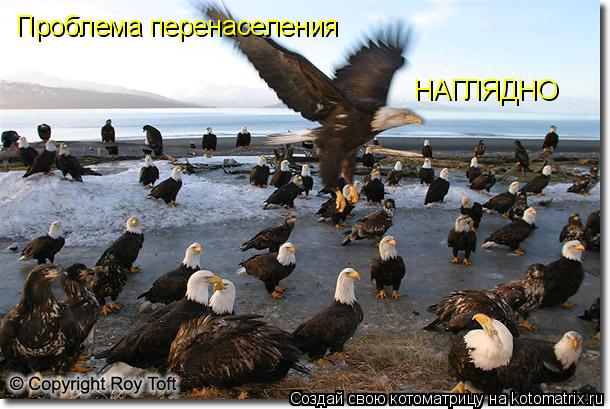Проблема перенаселения НАГЛЯДНО... Котоматрица: Проблема перенаселения НАГЛЯДНО