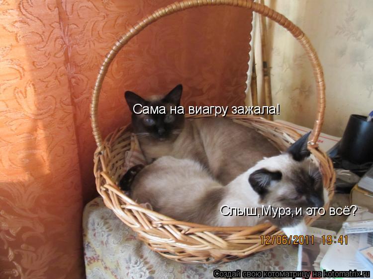 Слыш,Мурз,и это всё? Сама на виагру зажала!... Котоматрица: Слыш,Мурз,и это всё? Сама на виагру зажала!