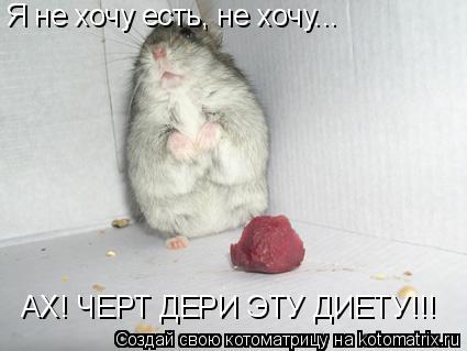 Я не хочу есть, не хочу... АХ! ЧЕРТ ДЕРИ ЭТУ ДИЕТУ!!!... Котоматрица: Я не хочу есть, не хочу... АХ! ЧЕРТ ДЕРИ ЭТУ ДИЕТУ!!!