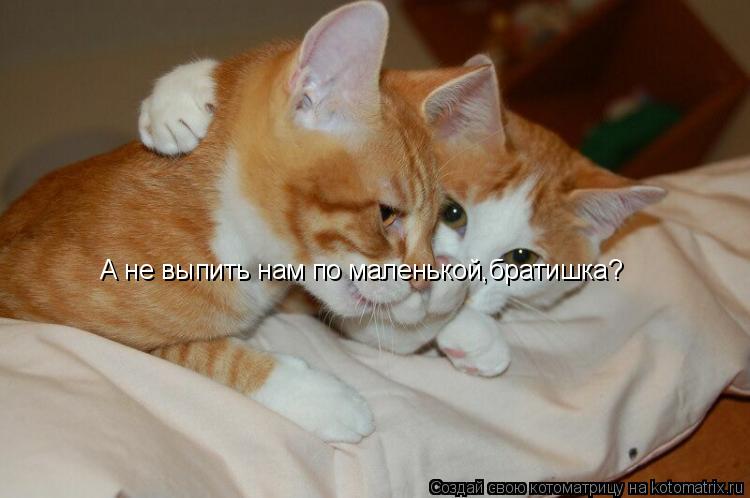 А не выпить нам по маленькой,братишка?... Котоматрица: А не выпить нам по маленькой,братишка?