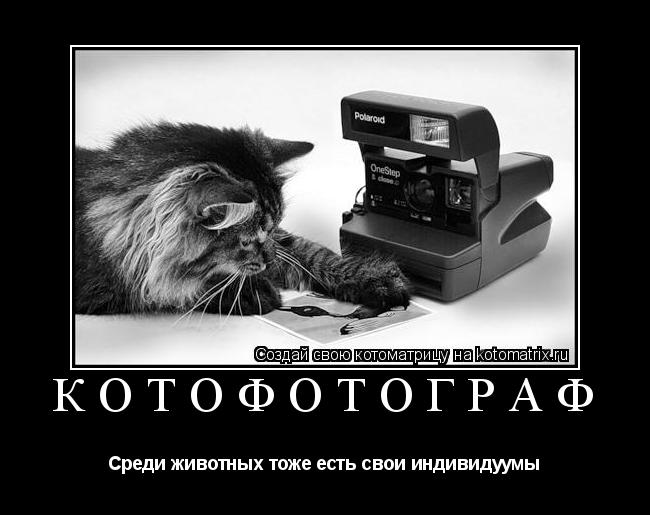 Котофотограф Среди животных тоже есть свои индивидуумы... Котоматрица: Котофотограф Среди животных тоже есть свои индивидуумы