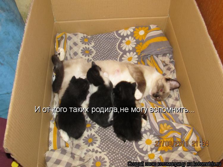 И от кого таких родила,не могу вспомнить...... Котоматрица: И от кого таких родила,не могу вспомнить...