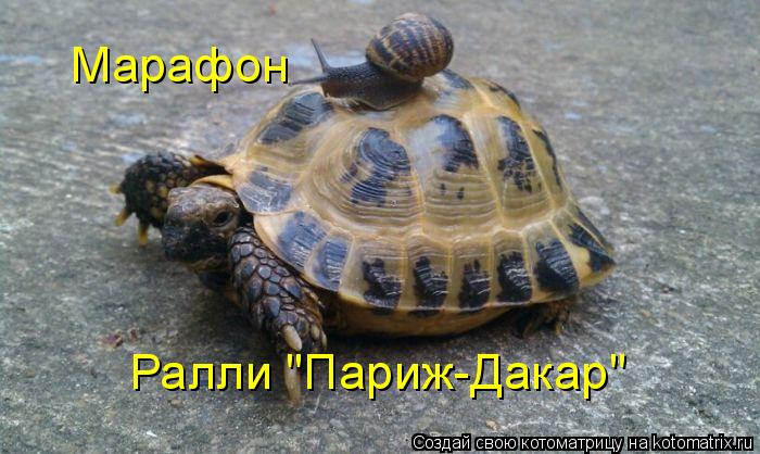 Котоматрица: Марафон Ралли "Париж-Дакар"