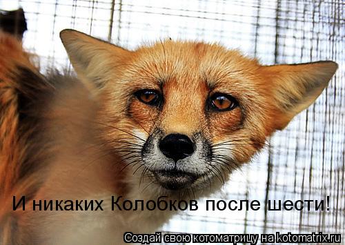 И никаких Колобков после шести!... Котоматрица: И никаких Колобков после шести!