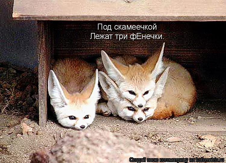 Под скамеечкой Лежат три фЕнечки.... Котоматрица: Под скамеечкой Лежат три фЕнечки.