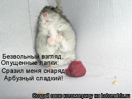 Безвольный взгляд, Опущенные лапки: Сразил меня снаряд Арбузный сладкий!... Котоматрица: Безвольный взгляд, Опущенные лапки: Сразил меня снаряд Арбузный сладкий!