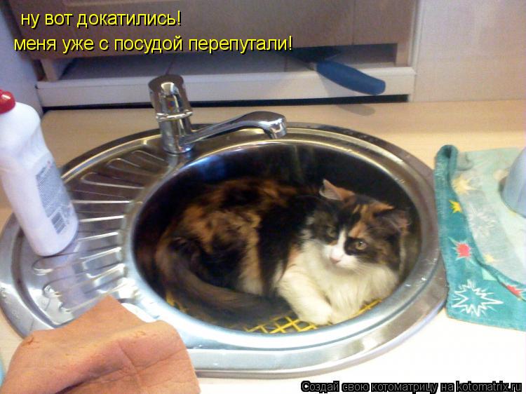 ну вот докатились! меня уже с посудой перепутали!... Котоматрица: ну вот докатились! меня уже с посудой перепутали!