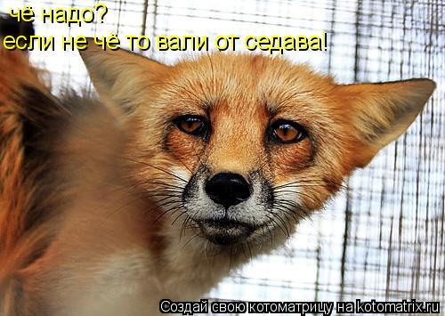 чё надо? если не чё то вали от седава!... Котоматрица: чё надо? если не чё то вали от седава!