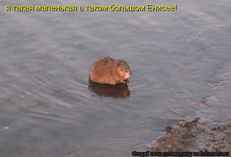 я такая маленькая в таком большом Енисее!... Котоматрица: я такая маленькая в таком большом Енисее!
