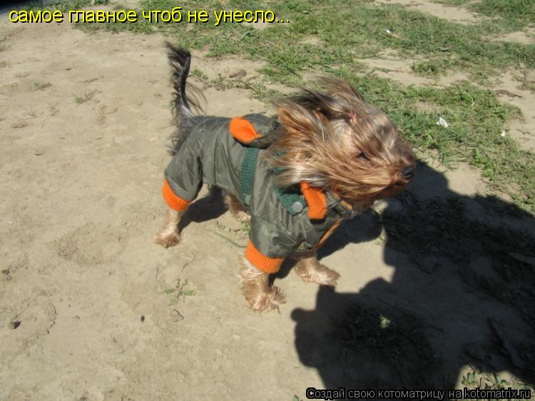 самое главное чтоб не унесло...... Котоматрица: самое главное чтоб не унесло...