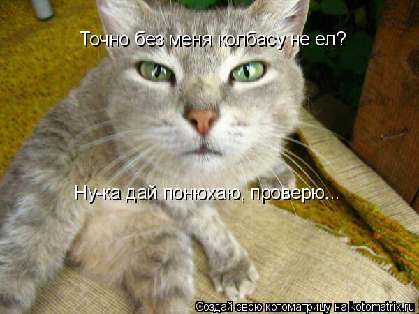 Точно без меня колбасу не ел? Ну-ка дай понюхаю, проверю...... Котоматрица: Точно без меня колбасу не ел? Ну-ка дай понюхаю, проверю...
