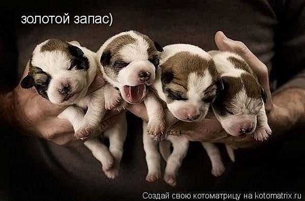 золотой запас)... Котоматрица: золотой запас)
