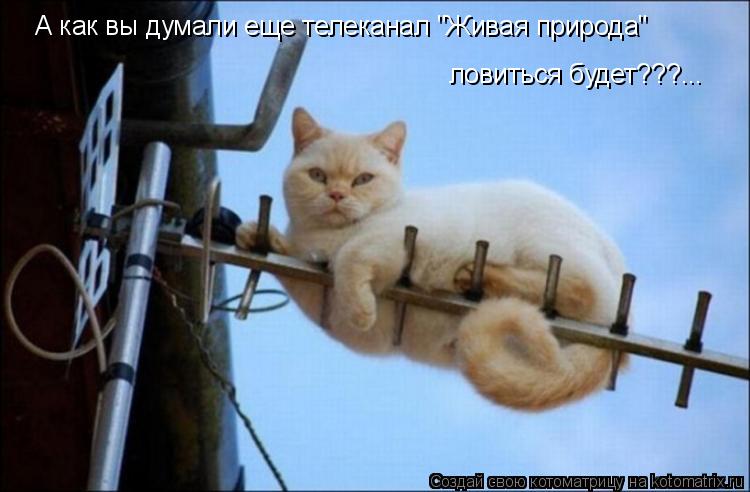 А как вы думали еще телеканал "Живая природа" ловиться будет???...... Котоматрица: А как вы думали еще телеканал "Живая природа" ловиться будет???...