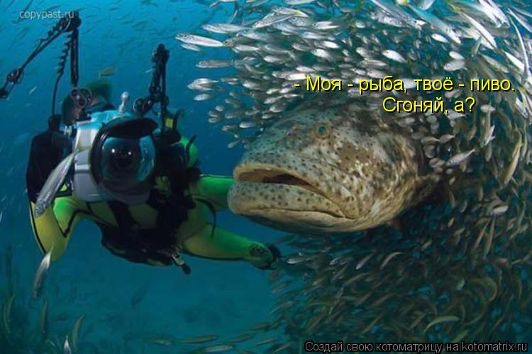 Сгоняй, а? - Моя - рыба, твоё - пиво.... Котоматрица: Сгоняй, а? - Моя - рыба, твоё - пиво.