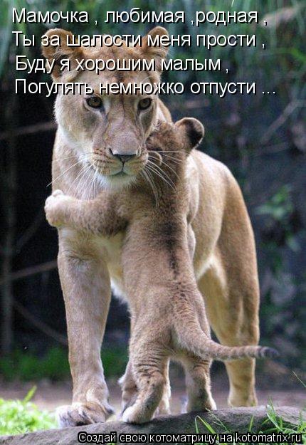 Мамочка , любимая ,родная , Ты за шалости меня прости , Буду я хорошим малым , Погулять немножко отпу... Котоматрица: Мамочка , любимая ,родная , Ты за шалости меня прости , Буду я хорошим малым , Погулять немножко отпусти ...
