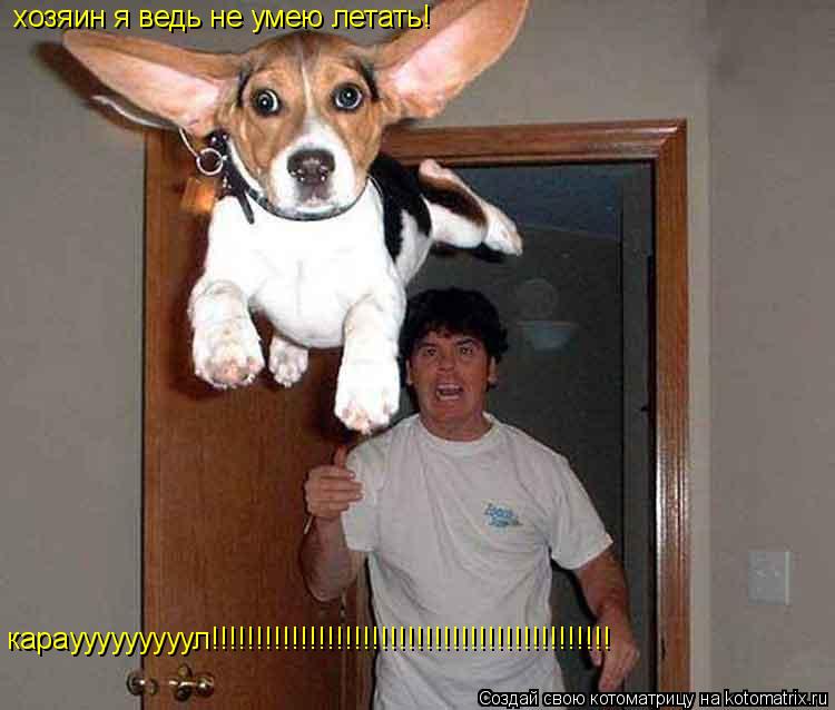 хозяин я ведь не умею летать! караууууууууул!!!!!!!!!!!!!!!!!!!!!!!!!!!!!!!!!!!!!!!!!!!!!... Котоматрица: хозяин я ведь не умею летать! караууууууууул!!!!!!!!!!!!!!!!!!!!!!!!!!!!!!!!!!!!!!!!!!!!!