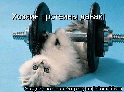 Котоматрица: Хозяин протеины давай!