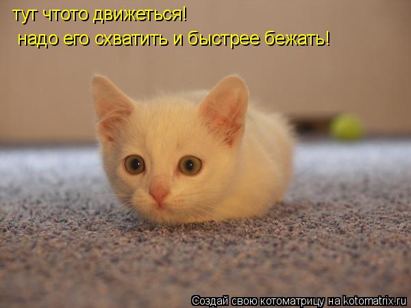 тут чтото движеться! надо его схватить и быстрее бежать!... Котоматрица: тут чтото движеться! надо его схватить и быстрее бежать!