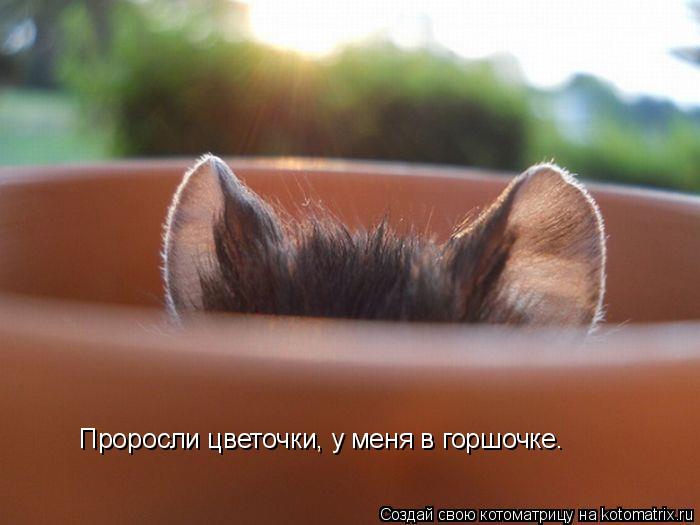 Проросли цветочки, у меня в горшочке.... Котоматрица: Проросли цветочки, у меня в горшочке.