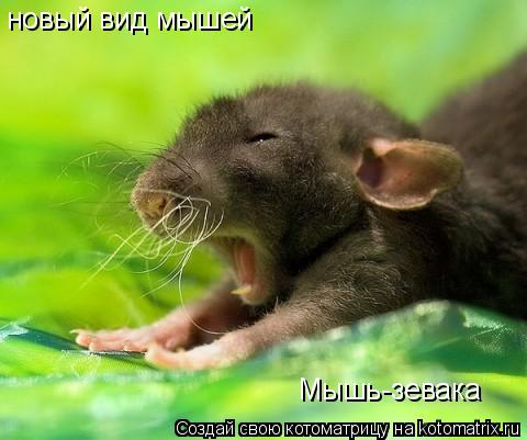 новый вид мышей Мышь-зевака... Котоматрица: новый вид мышей Мышь-зевака
