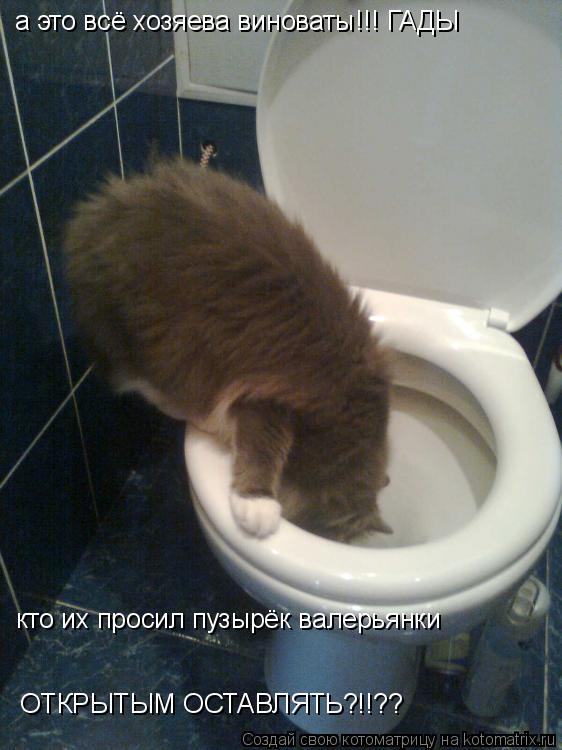 а это всё хозяева виноваты!!! ГАДЫ кто их просил пузырёк валерьянки ОТКРЫТЫМ ОСТАВЛЯТЬ?!!??... Котоматрица: а это всё хозяева виноваты!!! ГАДЫ кто их просил пузырёк валерьянки ОТКРЫТЫМ ОСТАВЛЯТЬ?!!??