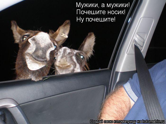 Мужики, а мужики! Почешите носик! Ну почешите!... Котоматрица: Мужики, а мужики! Почешите носик! Ну почешите!