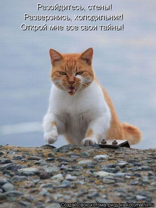 Разойдитесь, стены! Разверзнись, холодильник! Открой мне все свои тайны!... Котоматрица: Разойдитесь, стены! Разверзнись, холодильник! Открой мне все свои тайны!