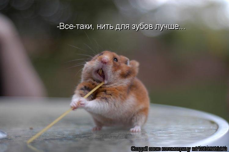-Все-таки, нить для зубов лучше...... Котоматрица: -Все-таки, нить для зубов лучше...
