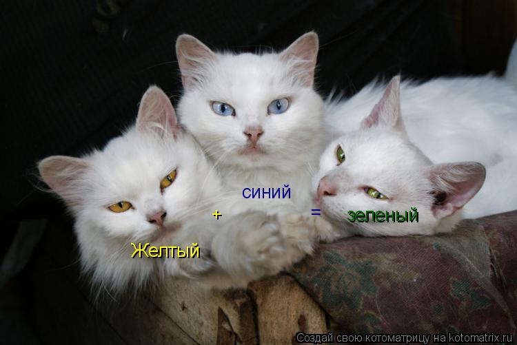 зеленый Желтый + синий =... Котоматрица: зеленый Желтый + синий =