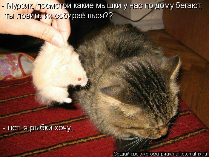 - Мурзик, посмотри какие мышки у нас по дому бегают, ты ловить их собираешься?? - нет, я рыбки хочу.... Котоматрица: - Мурзик, посмотри какие мышки у нас по дому бегают, ты ловить их собираешься?? - нет, я рыбки хочу...