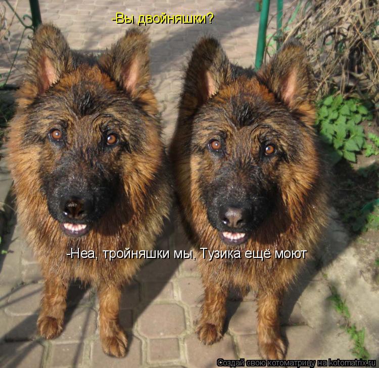 -Вы двойняшки? -Неа, тройняшки мы, Тузика ещё моют... Котоматрица: -Вы двойняшки? -Неа, тройняшки мы, Тузика ещё моют