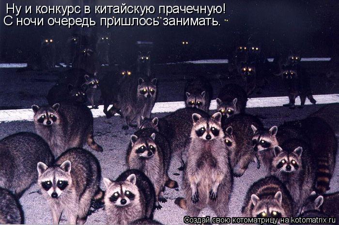 Ну и конкурс в китайскую прачечную! С ночи очередь пришлось занимать.... Котоматрица: Ну и конкурс в китайскую прачечную! С ночи очередь пришлось занимать.