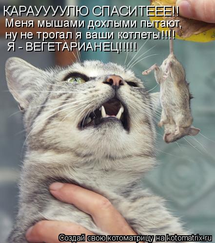 КАРАУУУУЛЮ СПАСИТЕЕЕ!! Меня мышами дохлыми пытают, ну не трогал я ваши котлеты!!!! Я - ВЕГЕТАРИАНЕЦ!... Котоматрица: КАРАУУУУЛЮ СПАСИТЕЕЕ!! Меня мышами дохлыми пытают, ну не трогал я ваши котлеты!!!! Я - ВЕГЕТАРИАНЕЦ!!!!!