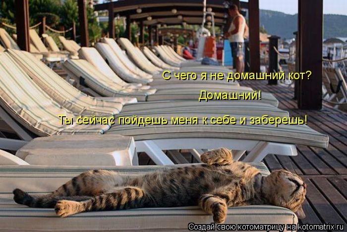 С чего я не домашний кот? Домашний! Ты сейчас пойдешь меня к себе и заберешь!... Котоматрица: С чего я не домашний кот? Домашний! Ты сейчас пойдешь меня к себе и заберешь!