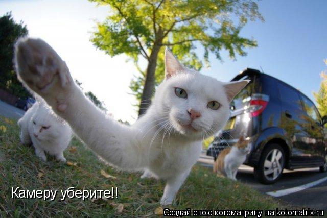 Камеру уберите!!... Котоматрица: Камеру уберите!!