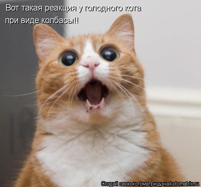 Вот такая реакция у голодного кота при виде колбасы!!... Котоматрица: Вот такая реакция у голодного кота при виде колбасы!!