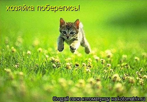 хозяйка поберегись!... Котоматрица: хозяйка поберегись!