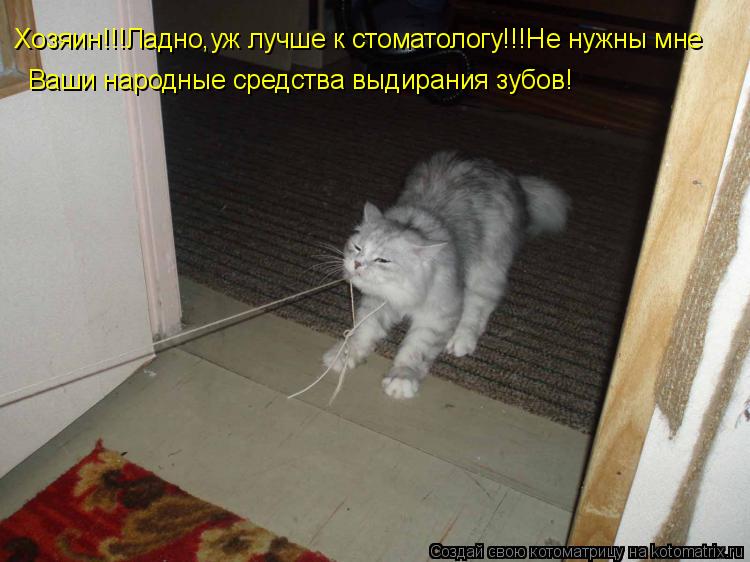 Хозяин!!!Ладно,уж лучше к стоматологу!!!Не нужны мне Ваши народные средства выдирания зубов!... Котоматрица: Хозяин!!!Ладно,уж лучше к стоматологу!!!Не нужны мне Ваши народные средства выдирания зубов!
