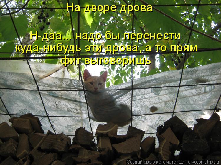 На дворе дрова Н-даа... надо бы перенести куда-нибудь эти дрова, а то прям фиг выговоришь... Котоматрица: На дворе дрова Н-даа... надо бы перенести куда-нибудь эти дрова, а то прям фиг выговоришь