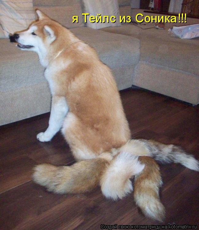 я Тейлс из Соника!!!... Котоматрица: я Тейлс из Соника!!!
