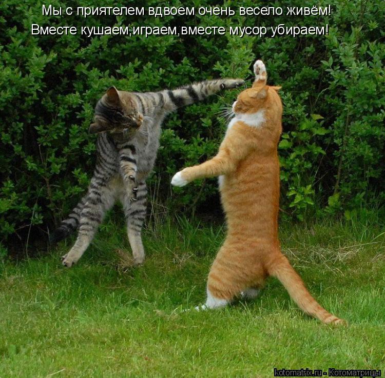 Мы с приятелем вдвоем очень весело живём! Вместе кушаем,играем,вместе мусор убираем!... Котоматрица: Мы с приятелем вдвоем очень весело живём! Вместе кушаем,играем,вместе мусор убираем!