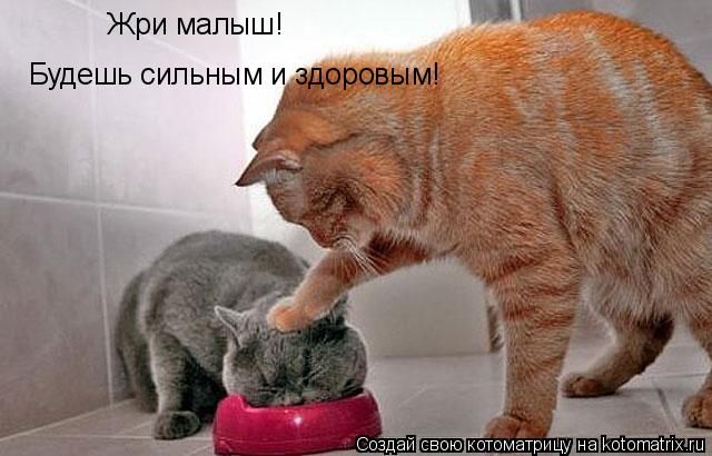 Жри малыш! Будешь сильным и здоровым!... Котоматрица: Жри малыш! Будешь сильным и здоровым!