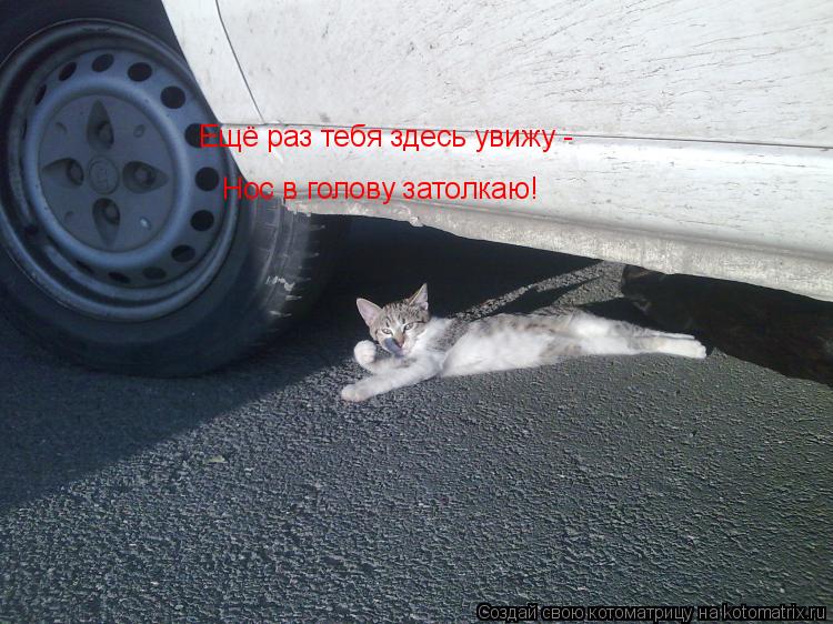 Ещё раз тебя здесь увижу - Нос в голову затолкаю!... Котоматрица: Ещё раз тебя здесь увижу - Нос в голову затолкаю!