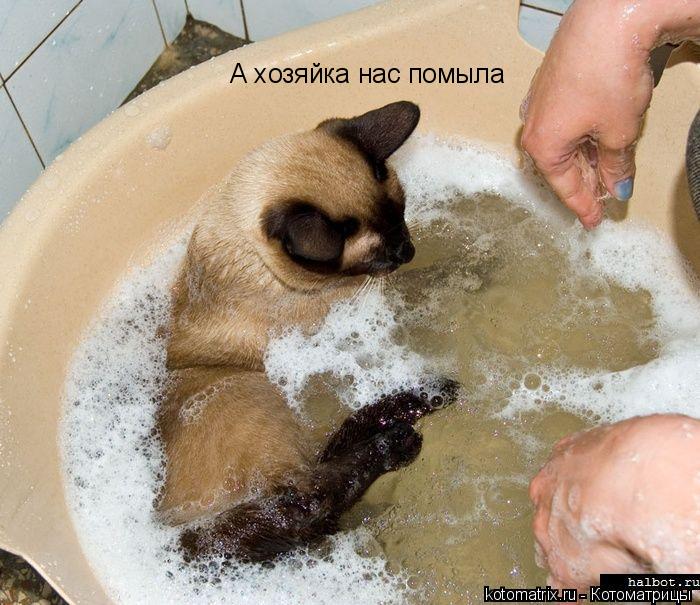 А хозяйка нас помыла... Котоматрица: А хозяйка нас помыла