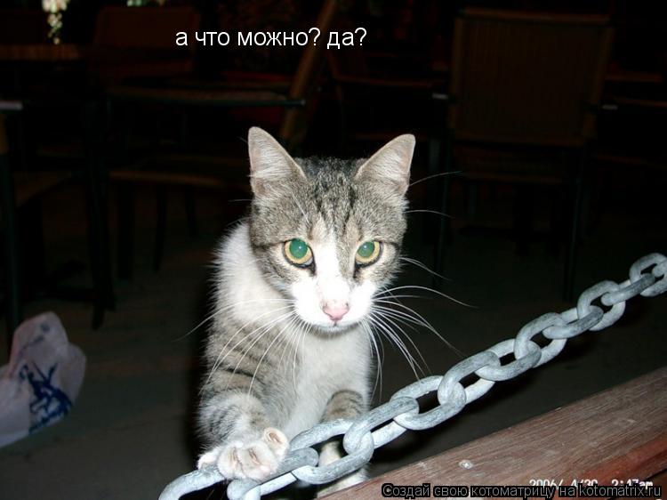 а что можно? да?... Котоматрица: а что можно? да?