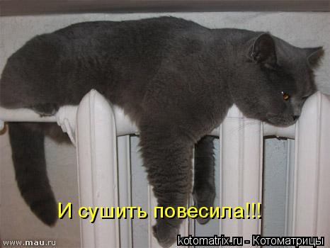 И сушить повесила!!!... Котоматрица: И сушить повесила!!!