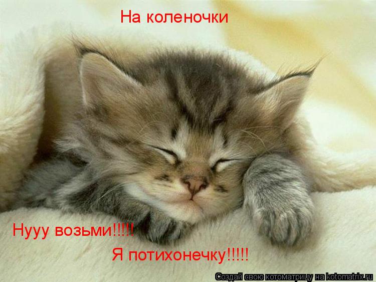 На коленочки Нууу возьми!!!!! Я потихонечку!!!!!... Котоматрица: На коленочки Нууу возьми!!!!! Я потихонечку!!!!!